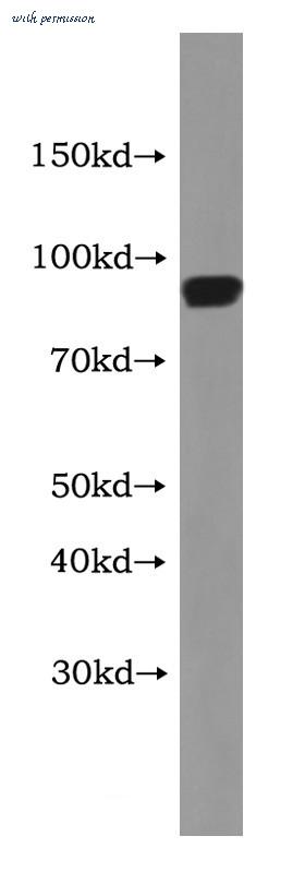 MyBioSource MBS2522829 image 1