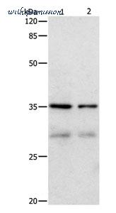 MyBioSource MBS2522905 image 1