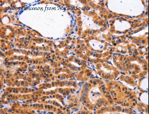 MyBioSource MBS2522905 image 2