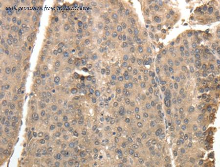 MyBioSource MBS2522962 image 1