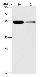 MyBioSource MBS2523449 image 1