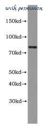 MyBioSource MBS2523716 image 1