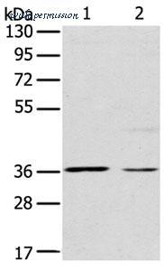 MyBioSource MBS2523738 image 1