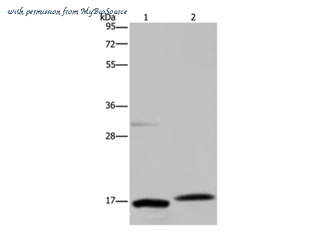 MyBioSource MBS2523756 image 1