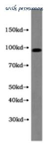 MyBioSource MBS2523843 image 1