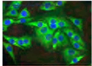 MyBioSource MBS2523843 image 2