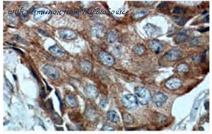 MyBioSource MBS2523843 image 3