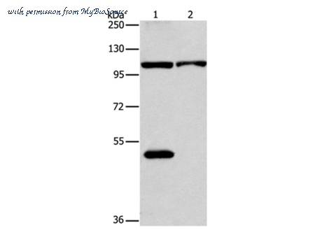 MyBioSource MBS2523957 image 1