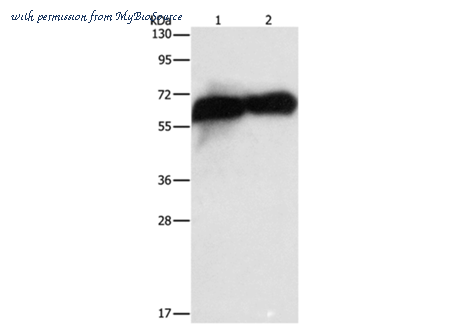 MyBioSource MBS2524098 image 1