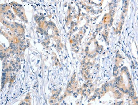 MyBioSource MBS2524098 image 3
