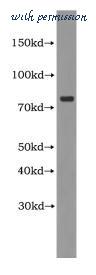 MyBioSource MBS2524268 image 1