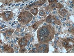 MyBioSource MBS2524281 image 2