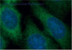 MyBioSource MBS2524281 image 3