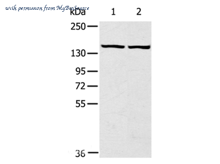 MyBioSource MBS2524412 image 1