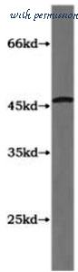 MyBioSource MBS2524435 image 1