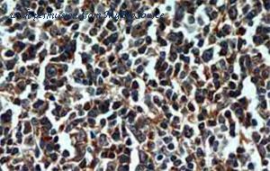 MyBioSource MBS2524435 image 2