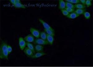 MyBioSource MBS2524435 image 3