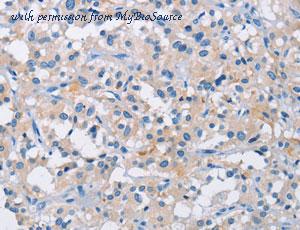 MyBioSource MBS2524653 image 1