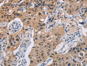 MyBioSource MBS2524661 image 3