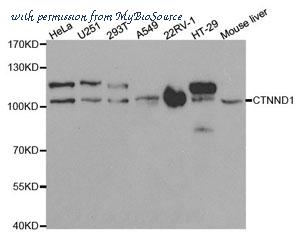 MyBioSource MBS2524951 image 1