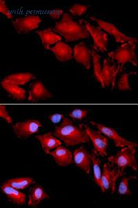 MyBioSource MBS2524951 image 2