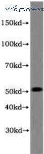 MyBioSource MBS2525270 image 1