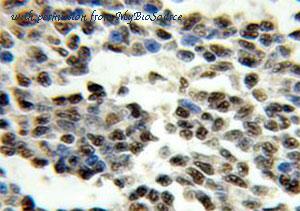 MyBioSource MBS2525270 image 2