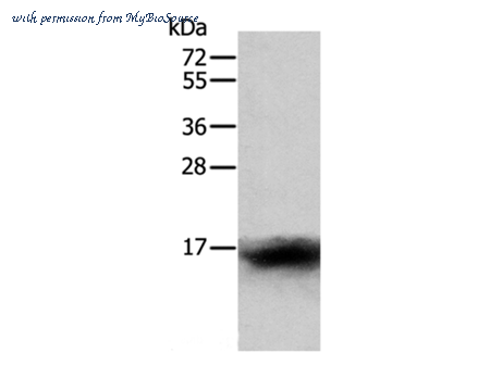 MyBioSource MBS2525406 image 1