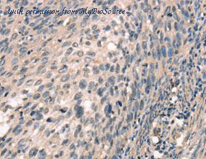 MyBioSource MBS2525453 image 2