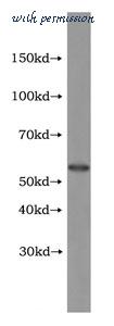 MyBioSource MBS2525824 image 1