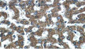 MyBioSource MBS2525824 image 2