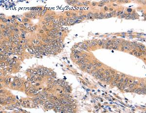 MyBioSource MBS2526243 image 1