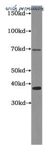MyBioSource MBS2526408 image 1