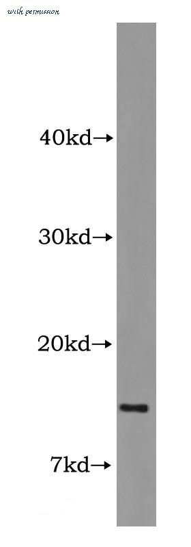 MyBioSource MBS2526623 image 1