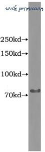 MyBioSource MBS2526743 image 1