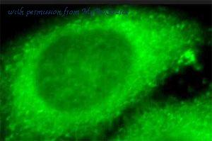 MyBioSource MBS2526743 image 2