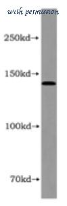 MyBioSource MBS2526926 image 1