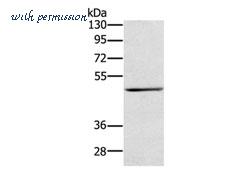 MyBioSource MBS2526970 image 1