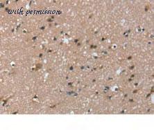 MyBioSource MBS2526970 image 2