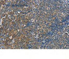 MyBioSource MBS2526970 image 3