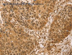 MyBioSource MBS2527198 image 1