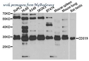 MyBioSource MBS2527619 image 1