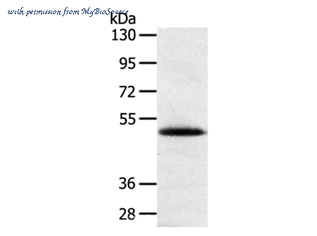 MyBioSource MBS2527784 image 1