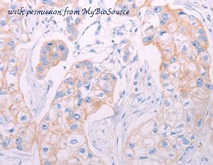 MyBioSource MBS2527871 image 1
