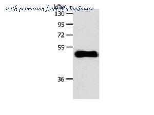MyBioSource MBS2528152 image 1