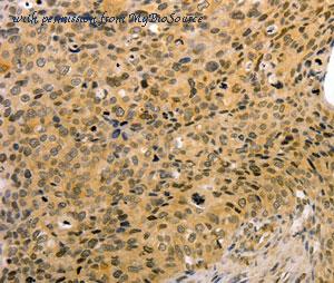 MyBioSource MBS2528152 image 2