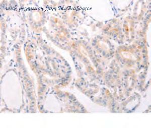 MyBioSource MBS2528152 image 3
