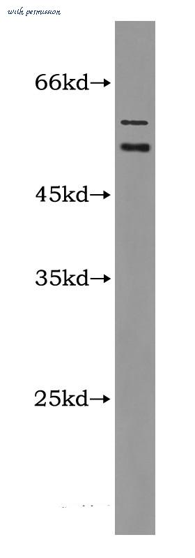 MyBioSource MBS2528368 image 1