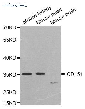 MyBioSource MBS2529122 image 1