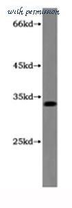 MyBioSource MBS2529143 image 1